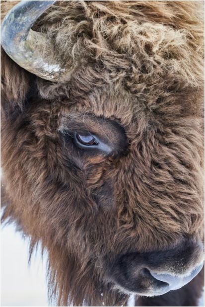 The Symbol of the Buffalo